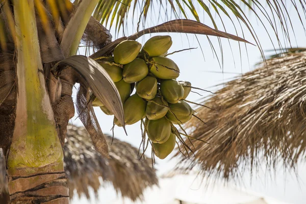 Het paradijs — Stockfoto