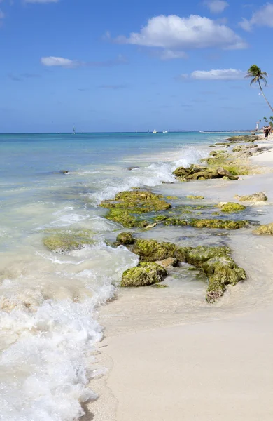 Caribbean Reef — Stockfoto