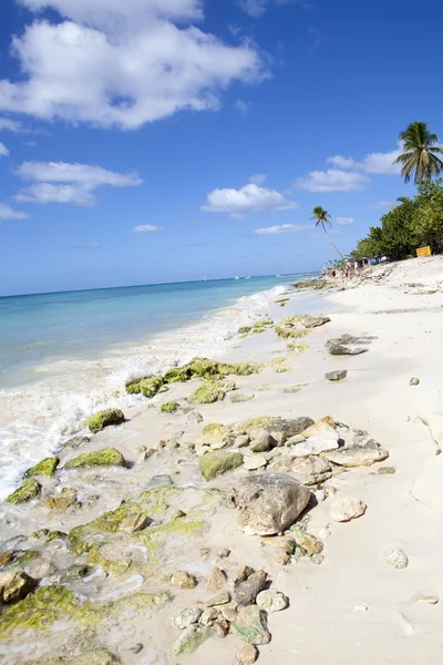 Récif des Caraïbes — Photo