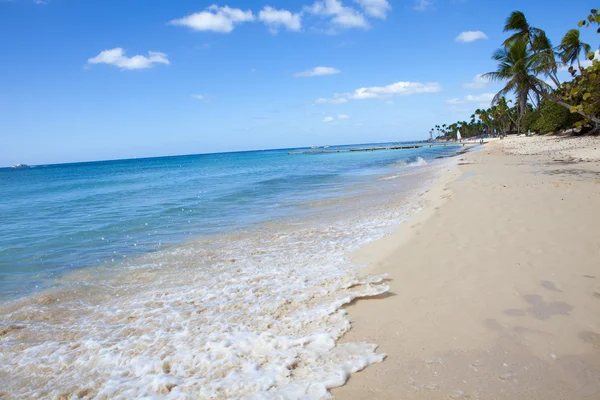 Caribbean Reef — Stockfoto