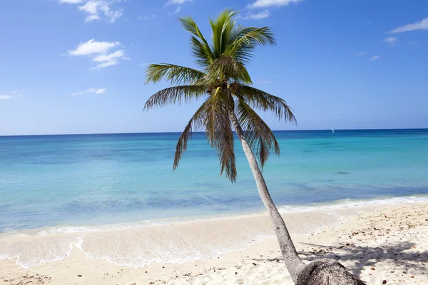 Palmboom op tropisch strand — Stockfoto