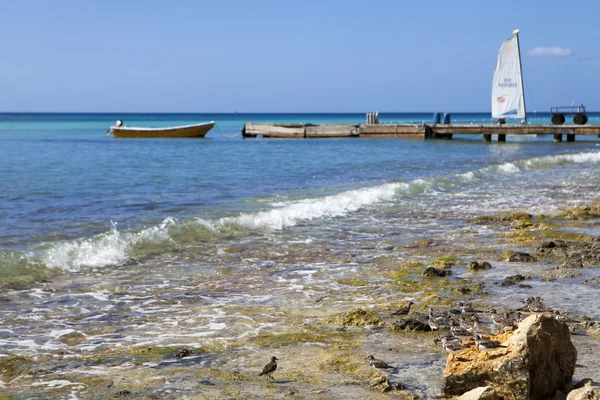 Caribbean reef — Stock Photo, Image