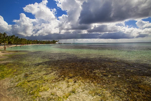 Карибский риф — стоковое фото