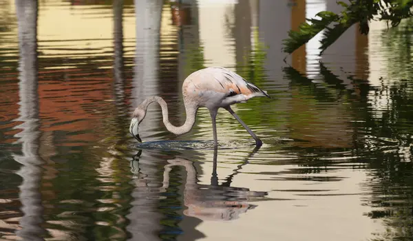 Flamingo — Stockfoto