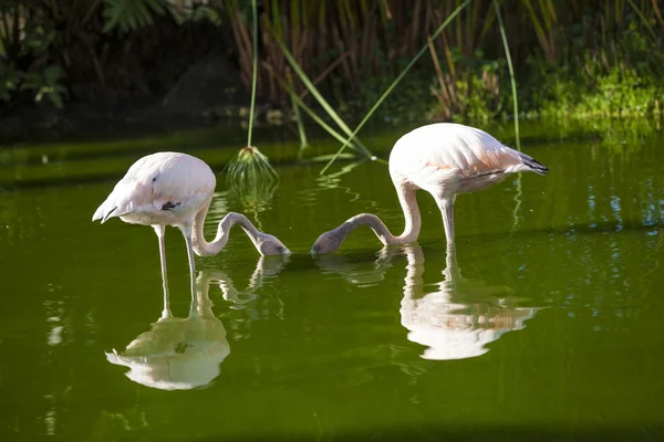 Flamingo — Stockfoto