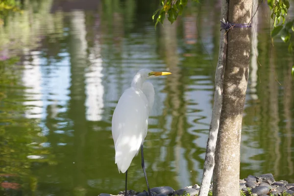 Heron — Stok Foto