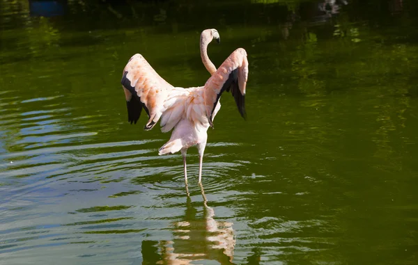 Flamingo — Stockfoto