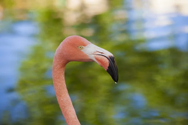 Flamingo — Stockfoto