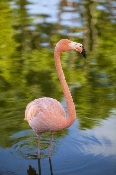 Flamingo — Stockfoto