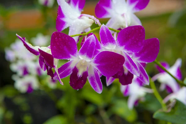 Orquídeas rosadas de Singapur — Foto de Stock