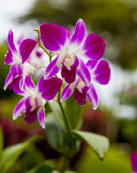 Orchidee rosa di Singapore — Foto Stock