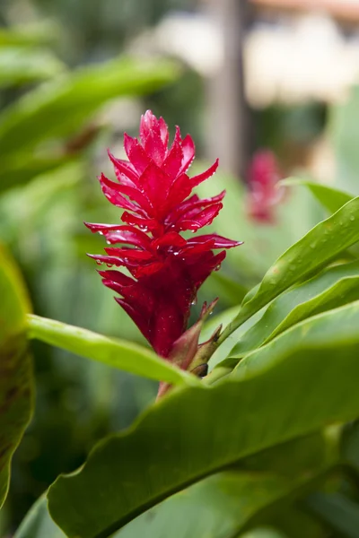 热带红花 — 图库照片