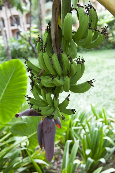 Banana Tree — Stock Photo, Image