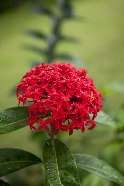 Röd tropisk blomma — Stockfoto