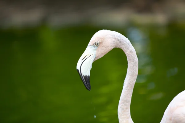 Flamingo Stock Image