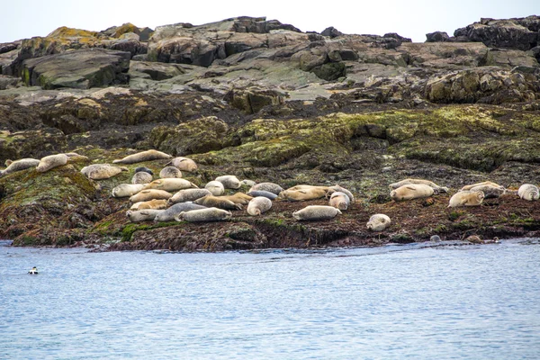 Parque Nacional Acadia. Selos do porto . — Fotografia de Stock