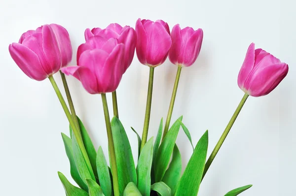 Tulpen — Stockfoto