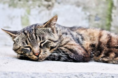 Tatlı uyuyan kedi.