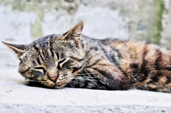 귀여운 잠자는 고양이 — 스톡 사진