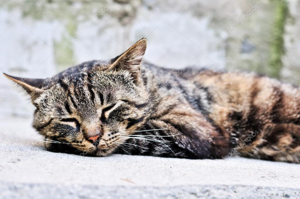 cute sleeping cat