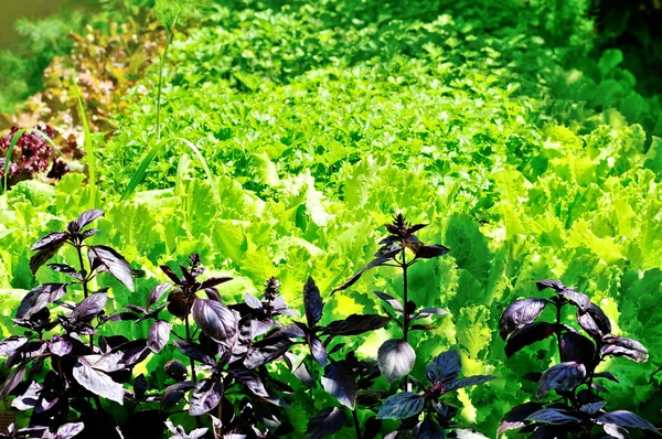 Grün im Garten — Stockfoto
