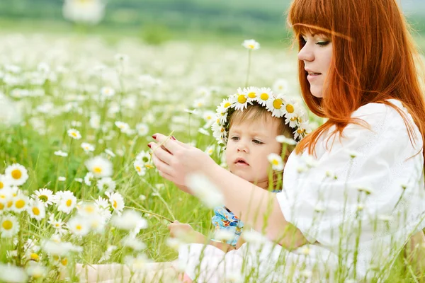 In daisy veld — Stockfoto