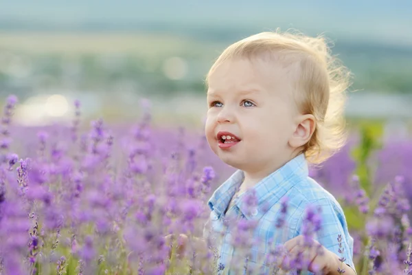 Pojke i lavendel sommaren sätter — Stockfoto