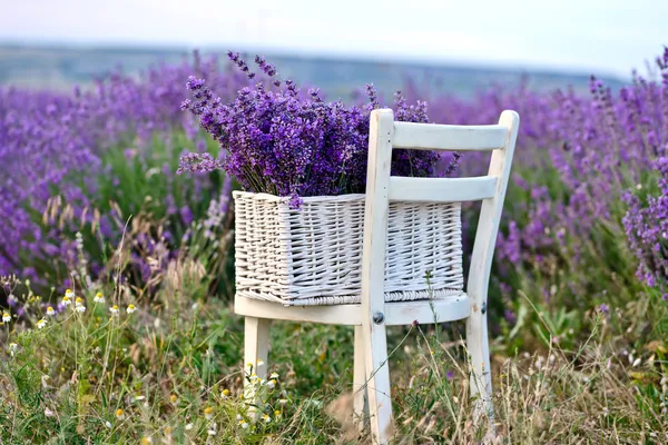 Lavendel — Stockfoto