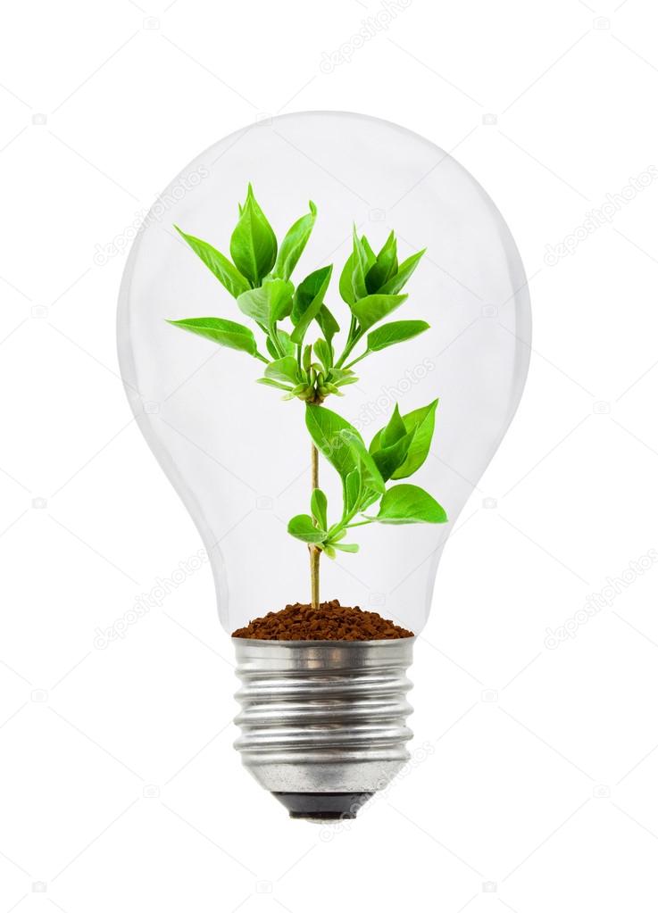 Lamp and plant