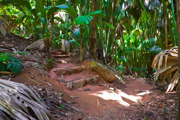 Caminho na selva, Vallee de Mai, Seychelles Fotografia De Stock