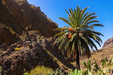 tenerife - Kanarya, ünlü Kanyon masca