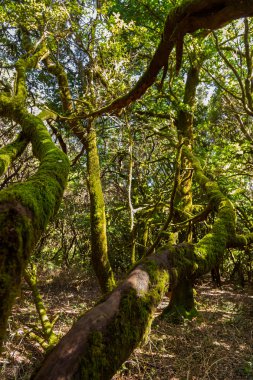 Rainforest la gomera Adası - Kanarya İspanya