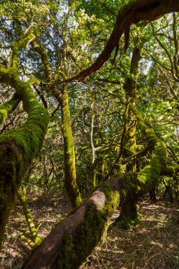 Rainforest in La Gomera island - Canary Spain clipart