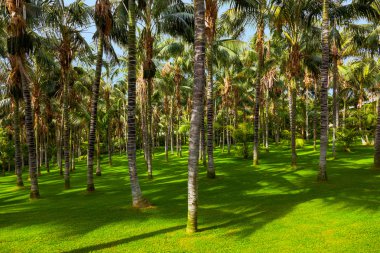 Palms tenerife - Kanarya Adaları