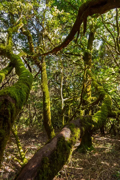 Rainforest in La Gomera island - Canary Spain — Stock Photo, Image