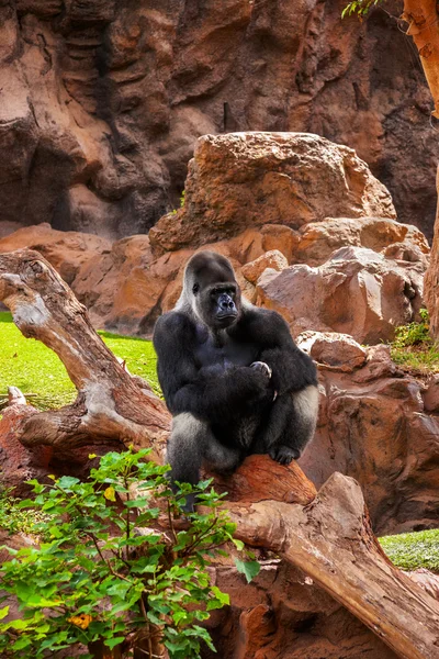 Gorilla monkey i parken på Teneriffa Kanarieöarna — Stockfoto