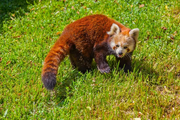 Red panda — Fotografie, imagine de stoc