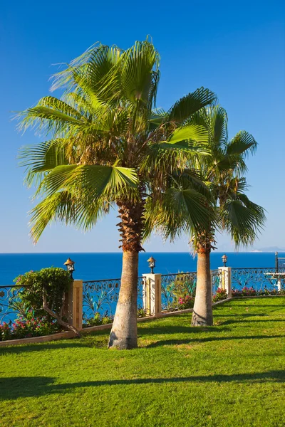 Palms on sea coast — Stock Photo, Image