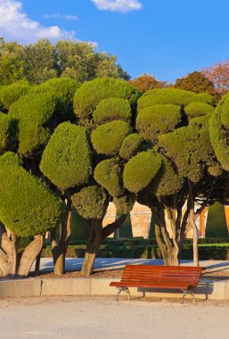 Trees at Retiro park - Madrid clipart