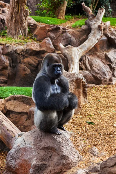 Gorilla-Affe im Park des Kanarienvogels von Teneriffa — Stockfoto