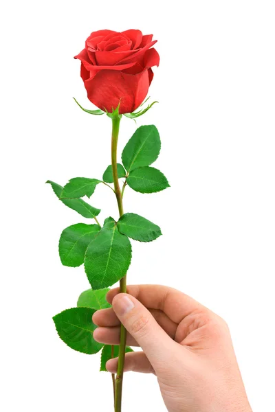 Red rose in hand — Stock Photo, Image