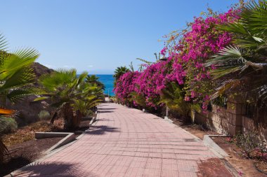 patika Beach tenerife adasında - Kanarya
