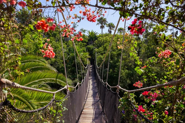 Footpath in jungle - Tenerife Canary islands — Stock Photo, Image