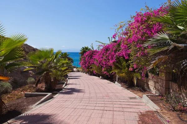 Fußweg zum Strand auf der Insel Teneriffa - Kanarienvogel — Stockfoto