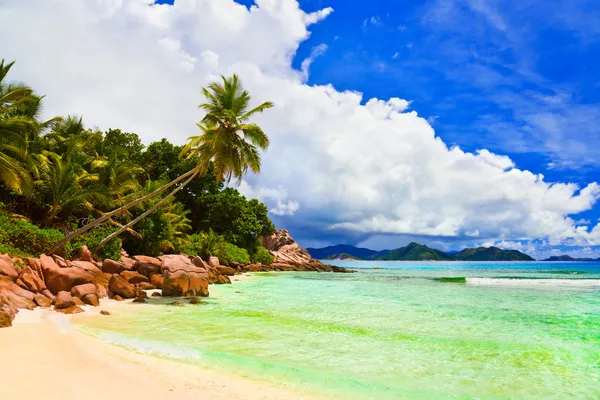 Handpalmen op tropisch strand — Stockfoto