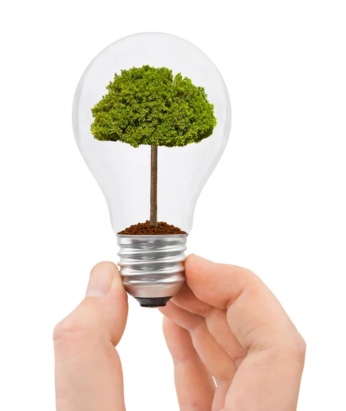 Hand with bulb and tree — Stock Photo, Image