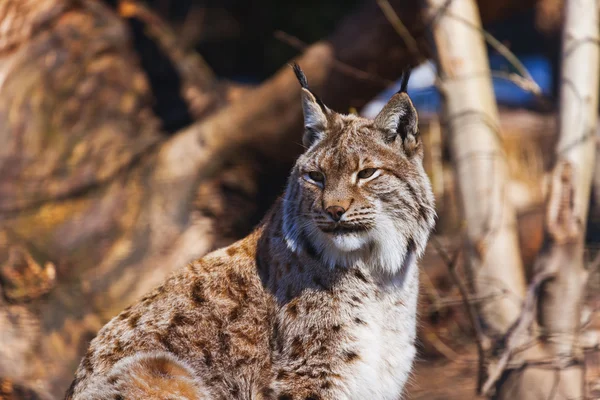 Lince no parque — Fotografia de Stock