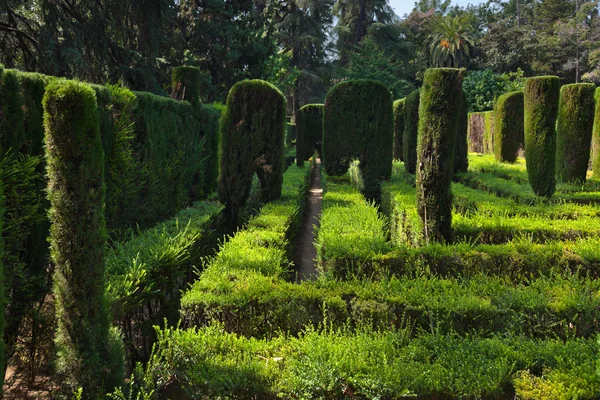 Maze at Real Alcazar Gardens in Seville Spain — Stock Photo, Image