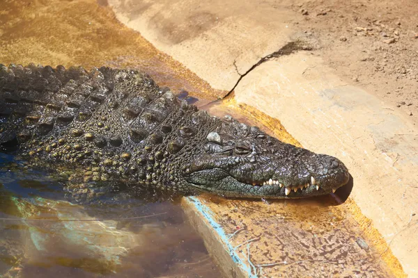Крокодил в парке на Тенерифе Канарейка — стоковое фото
