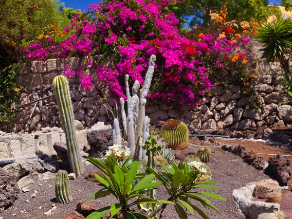 Jungle park op tenerife Canarische — Stockfoto